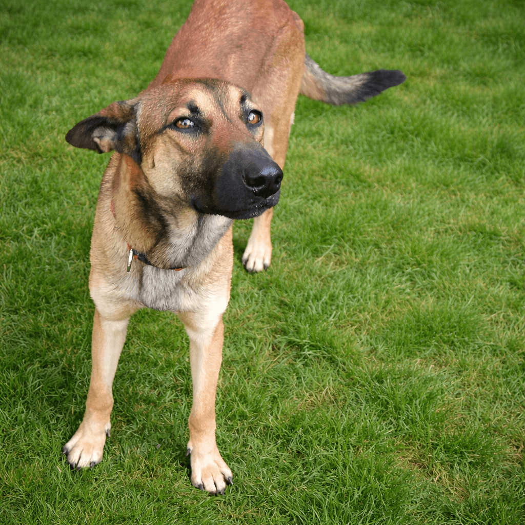 Ajax