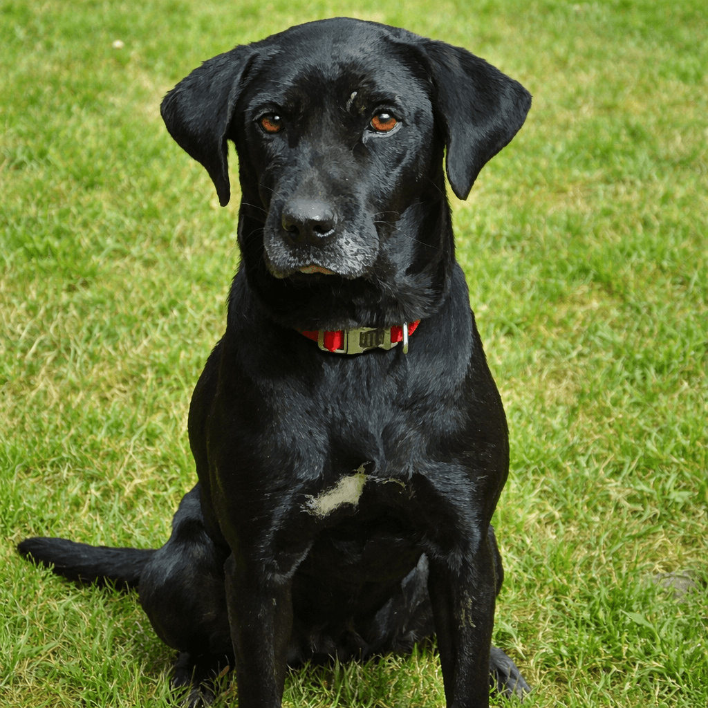 Kaala
