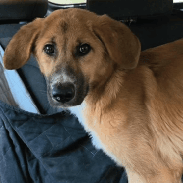 Zazou