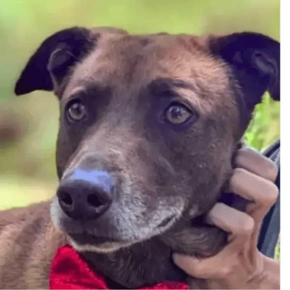 Serpentine dite shar...